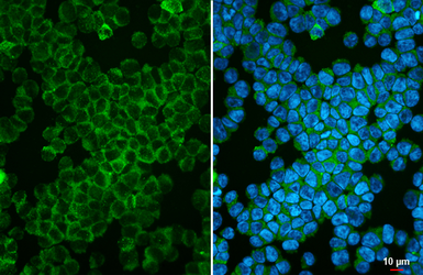 Anti-ICAM3 antibody [HL5530] used in Immunocytochemistry/ Immunofluorescence (ICC/IF). GTX646193